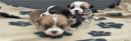 Welsh Corgi Pembroke dogs for sale: Kc pembroke corgi puppies - Advert 26