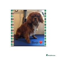 Cavalier King Charles Spaniel dogs proven fully DNA tested kc cavalier boy in Robertsbridge - Advert 11