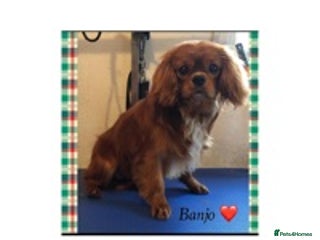 Cavalier King Charles Spaniel dogs in Robertsbridge - Advert 11