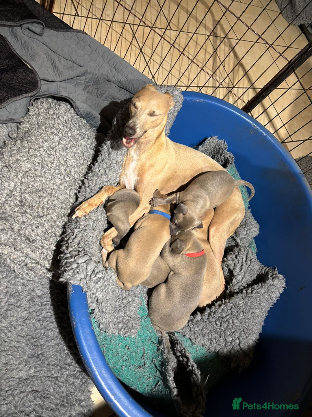 Mixed Breed dogs for sale: Beautiful Wiggy Litter 3/4 Italian Greynound - Advert 6