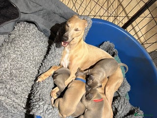 Mixed Breed dogs Beautiful Wiggy Litter 3/4 Italian Greynound - Advert 2