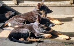 German Shepherd dogs for sale: Working German Shepherd puppies  - Image 1