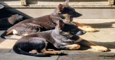German Shepherd dogs - Advert 3