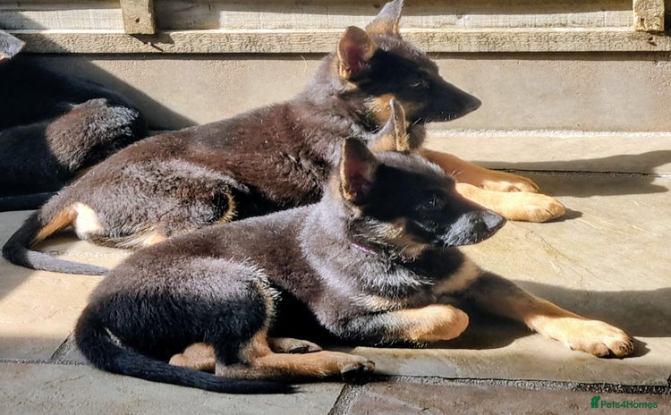 German Shepherd dogs - Advert 9