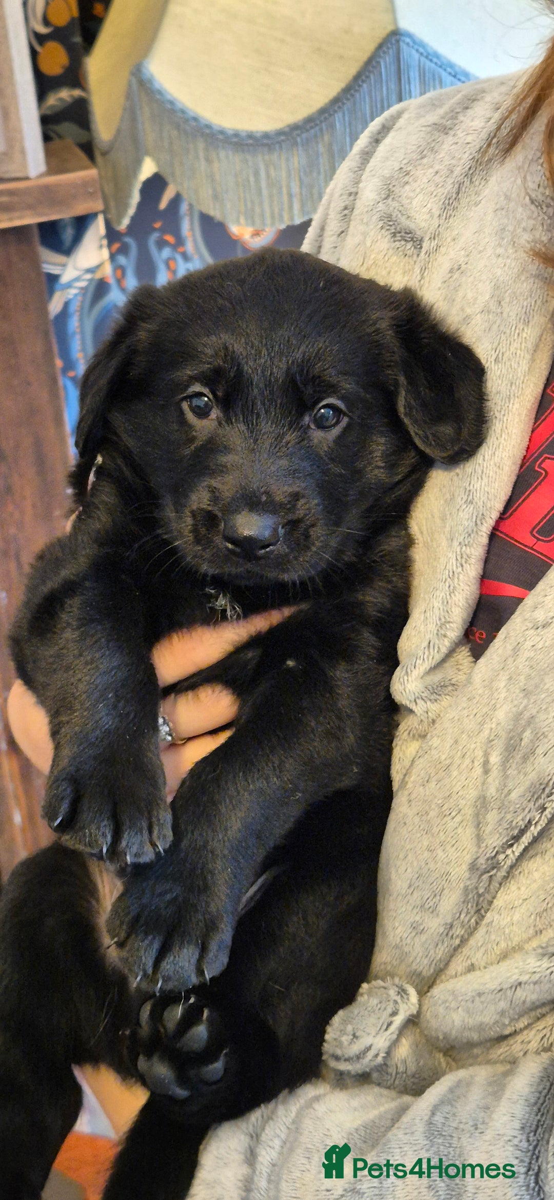 Mixed Breed dogs for sale: Beautiful sheprador puppies  - Advert 14