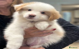 Border Collie dogs for sale: KC SHOWLINE CHAMPIONSHIP BLOODLINES🏅 - Image 5