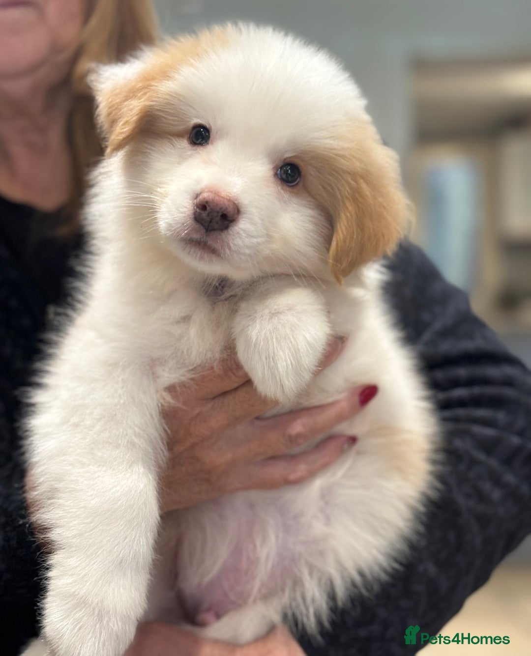Border Collie dogs for sale: KC SHOWLINE CHAMPIONSHIP BLOODLINES🏅 - Image 5