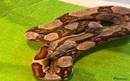 Boa Snake reptiles for sale: 2025 Boa Constrictor Babies in Letchworth Garden City - Image 3