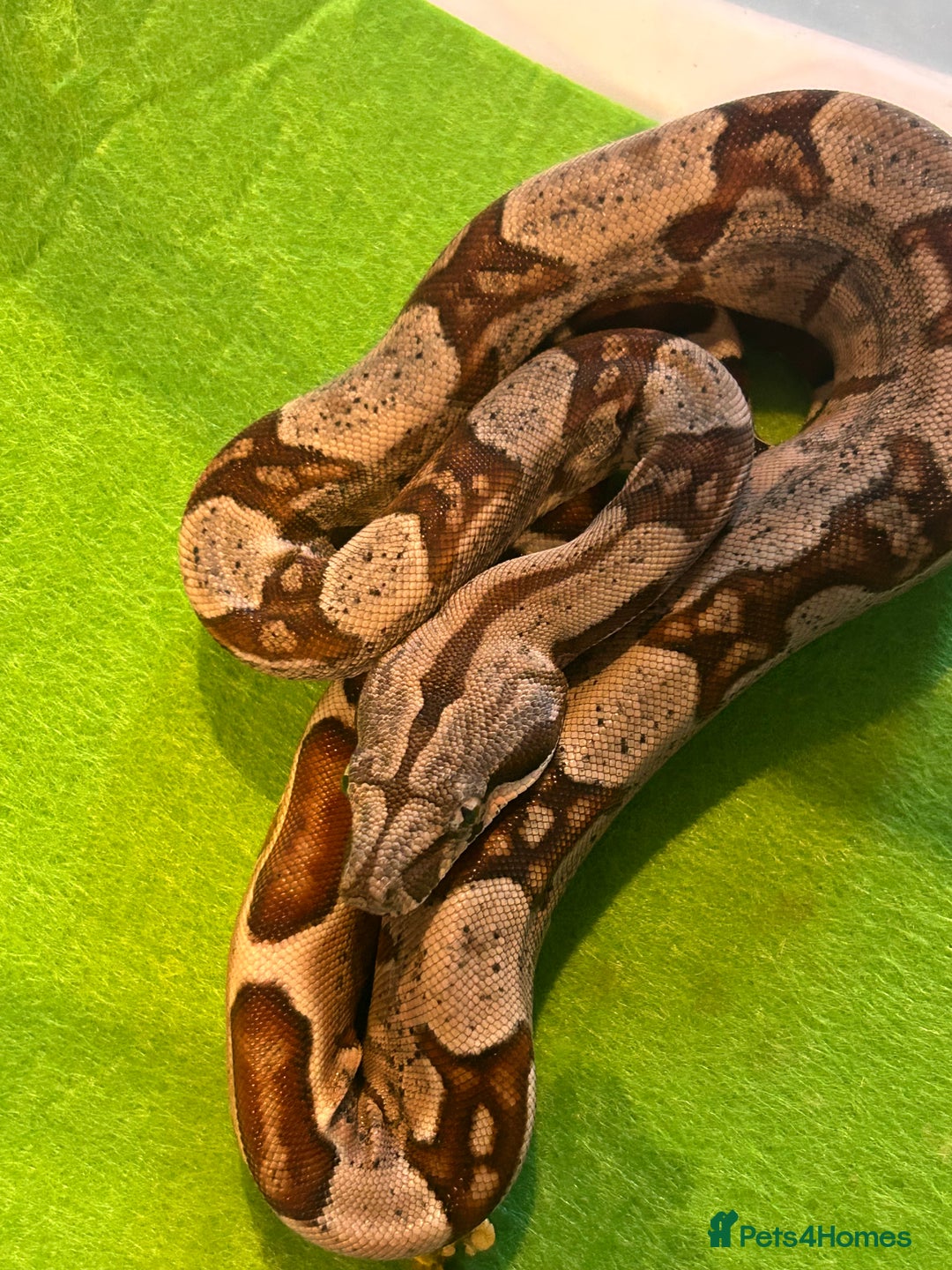 Boa Snake reptiles for sale: 2025 Boa Constrictor Babies in Letchworth Garden City - Image 3