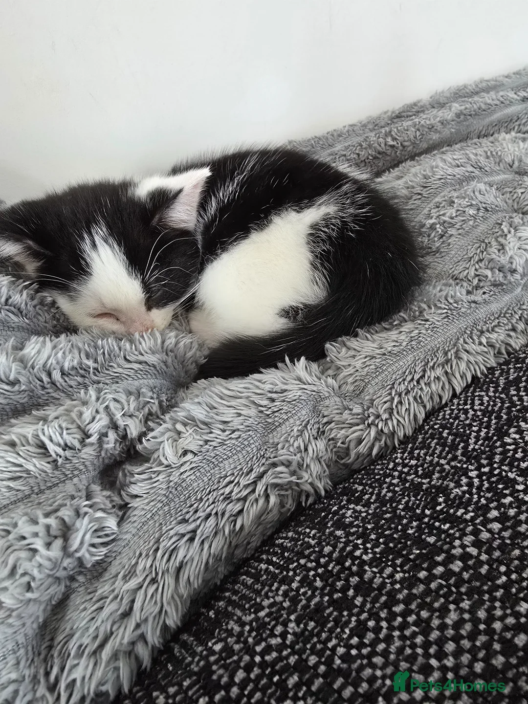 Mixed Breed cats for sale: Male kitten in Bristol - Advert 7