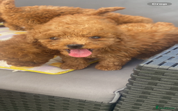 Poodle dogs for sale: Toy poodle puppies for sale  - Image 4