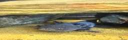 Axolotl reptiles for sale: Axolotls Golden & Wild Type King’s Lynn in King's Lynn - Advert 2