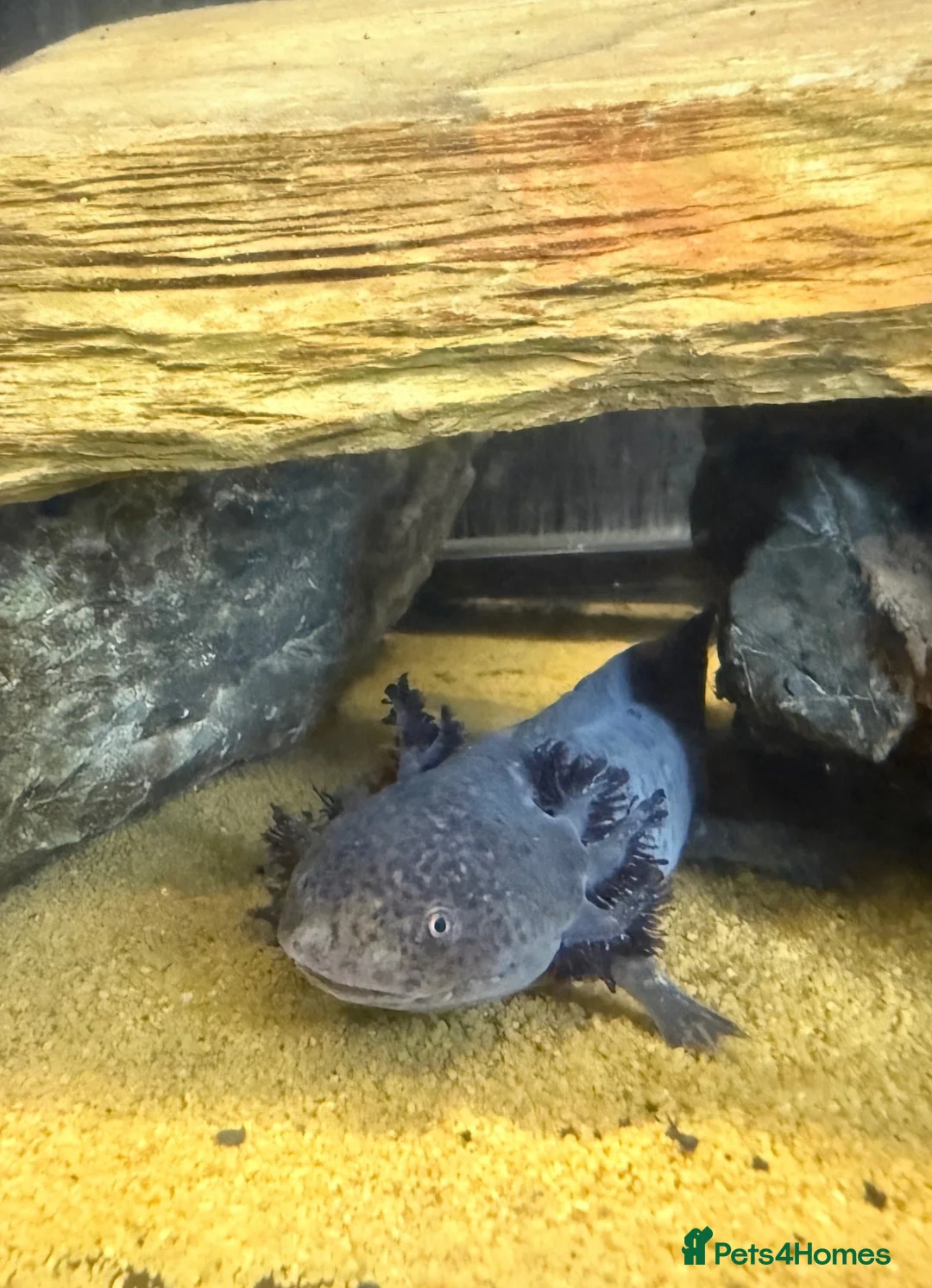 Axolotl reptiles for sale: Axolotls Golden & Wild Type King’s Lynn in King's Lynn - Advert 2
