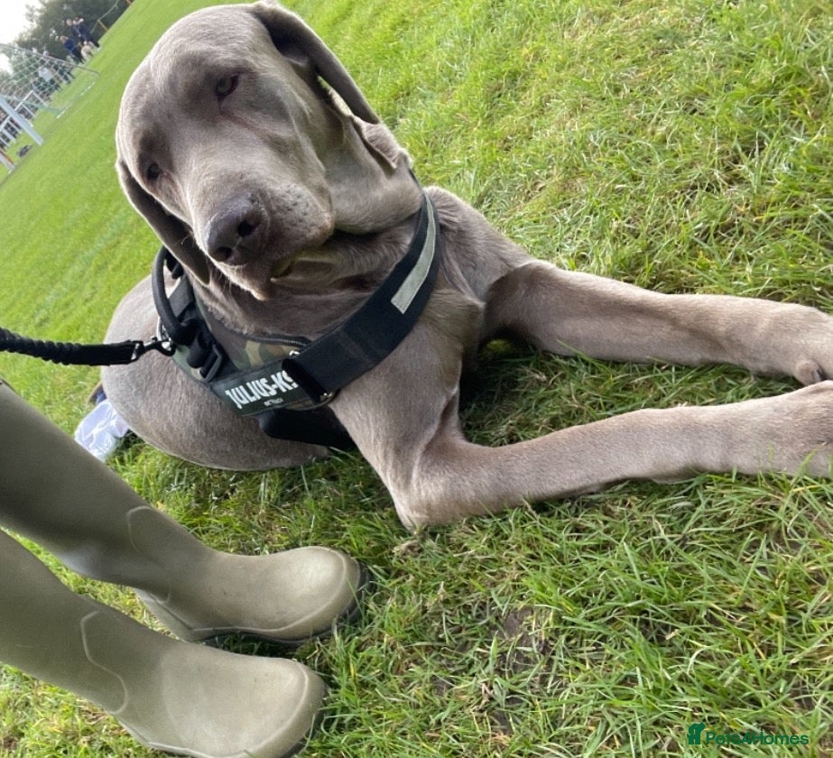 Labrador Retriever dogs KC Silver Labrador retriever proven stud  - Advert 11
