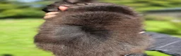Maine Coon cats for sale: Tica premium Maine coon kittens from £850 - Advert 19