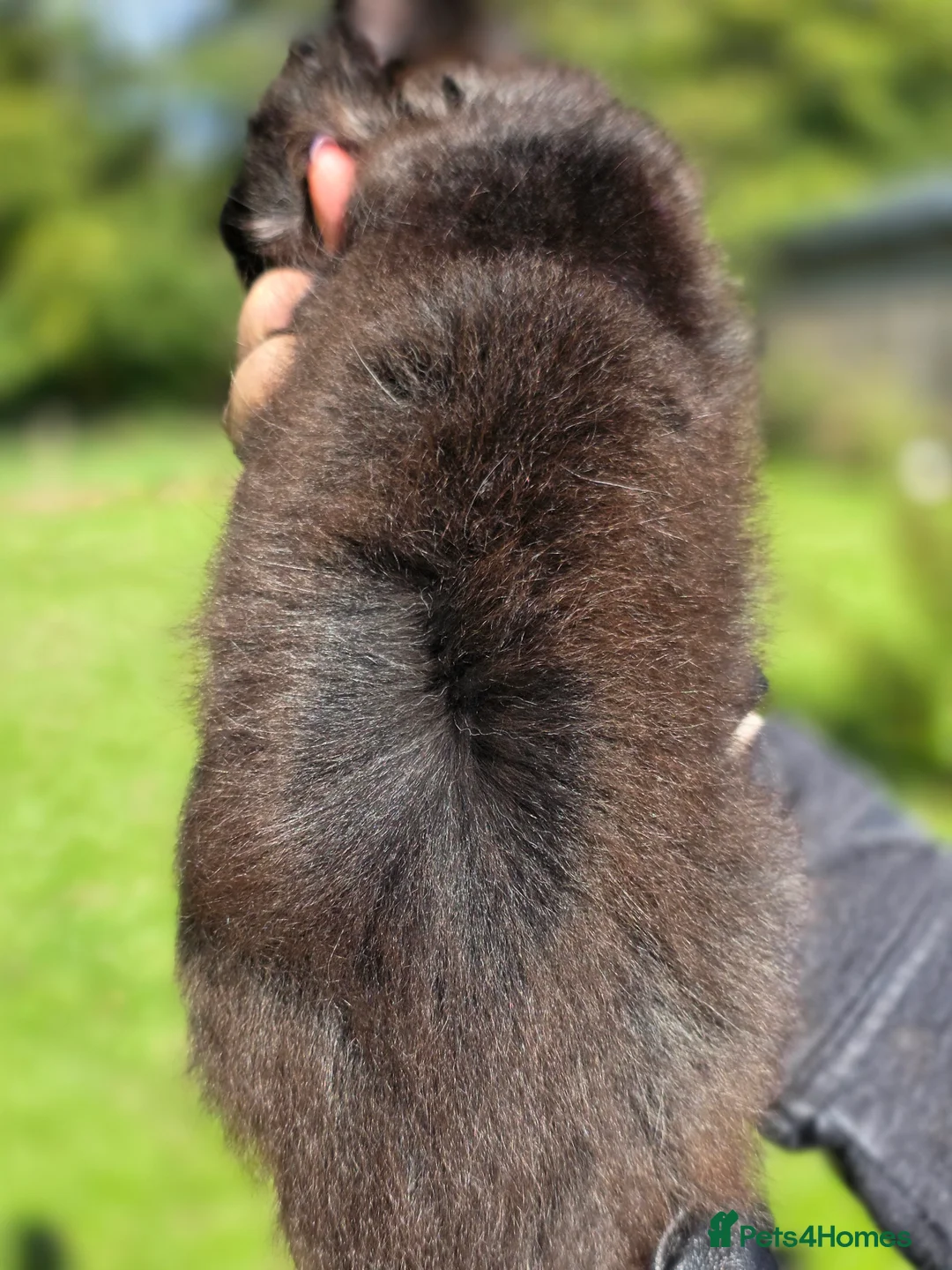 Maine Coon cats for sale: Tica premium Maine coon kittens from £850 - Advert 19