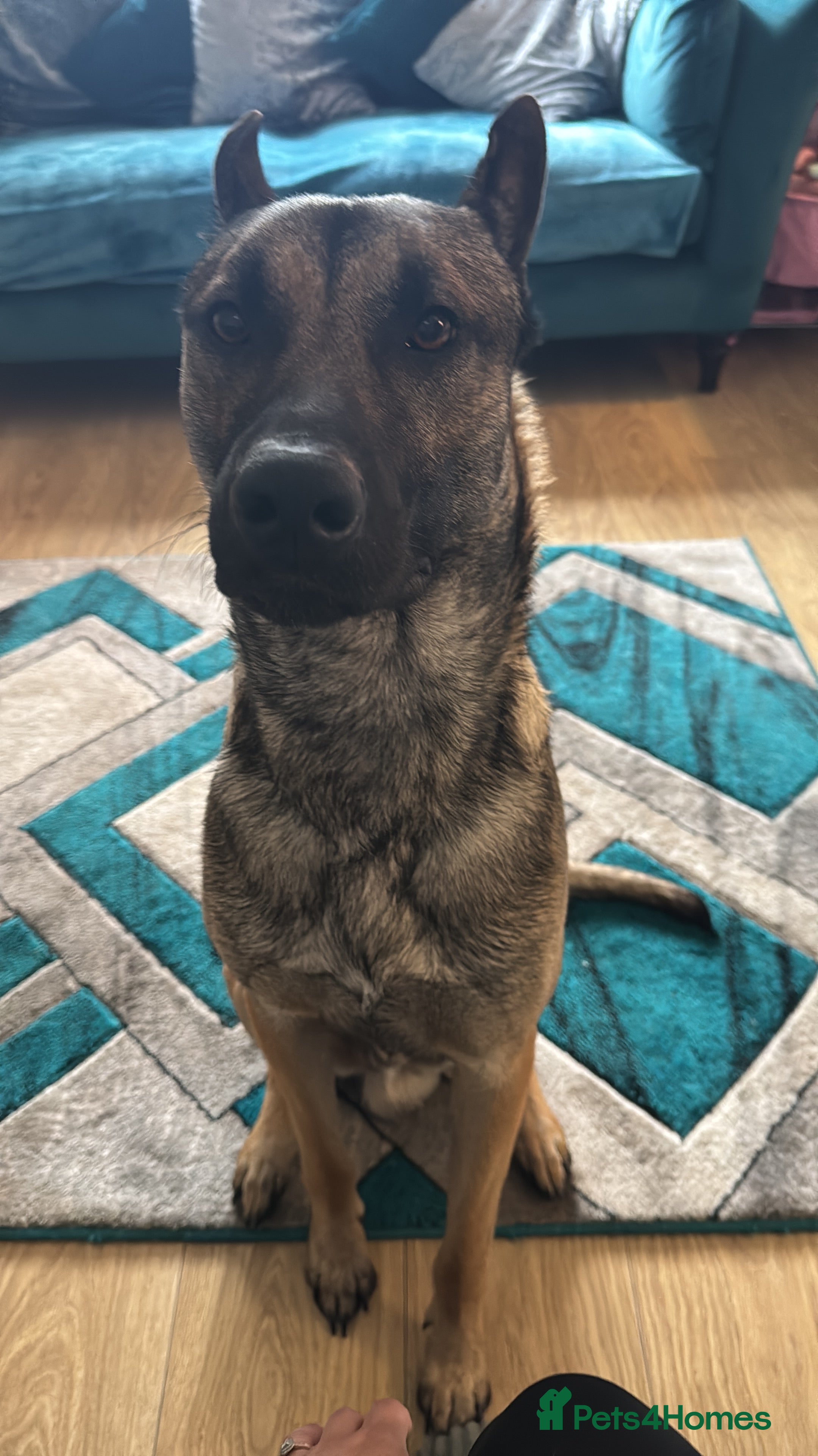 Mixed Breed dogs Belgium Shepard cross German Shepard  - Advert 5