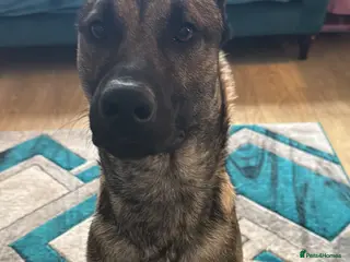 Mixed Breed dogs Belgium Shepard cross German Shepard - Advert 5