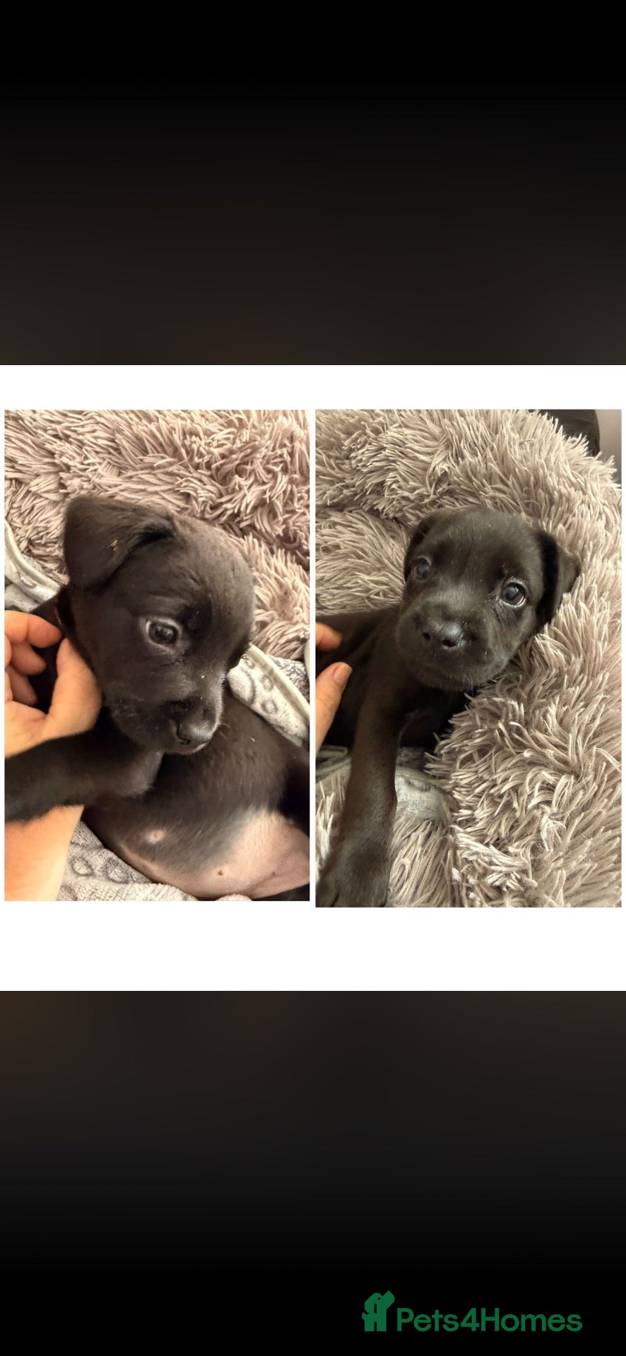 Mixed Breed dogs 2 Fluffy frenchie x Labrador left. 2 girls - Advert 15