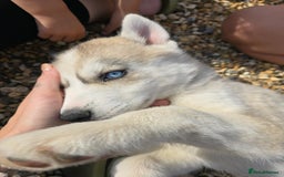 Siberian Husky dogs for sale: Stunning Pure siberian husky pups - Image 12