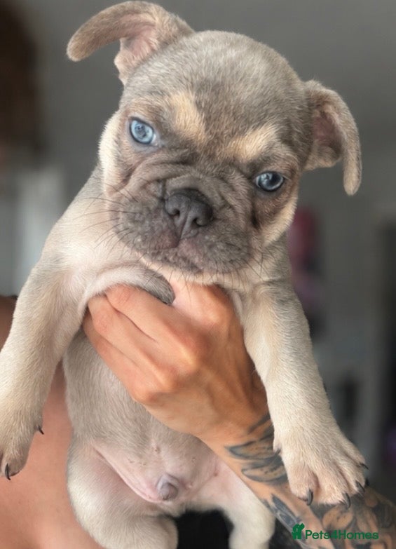 French Bulldog dogs 🐾 Ready to Leave - French Bulldog Puppies 🐾 - Advert 2