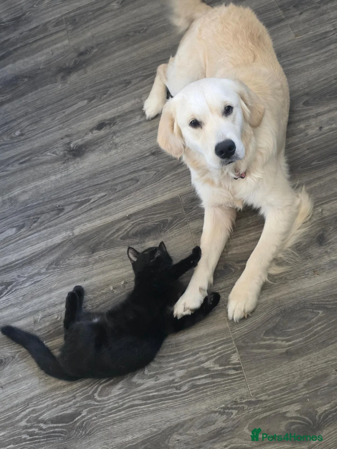 Golden Retriever dogs for sale: Female Golden Retriever  - Advert 1