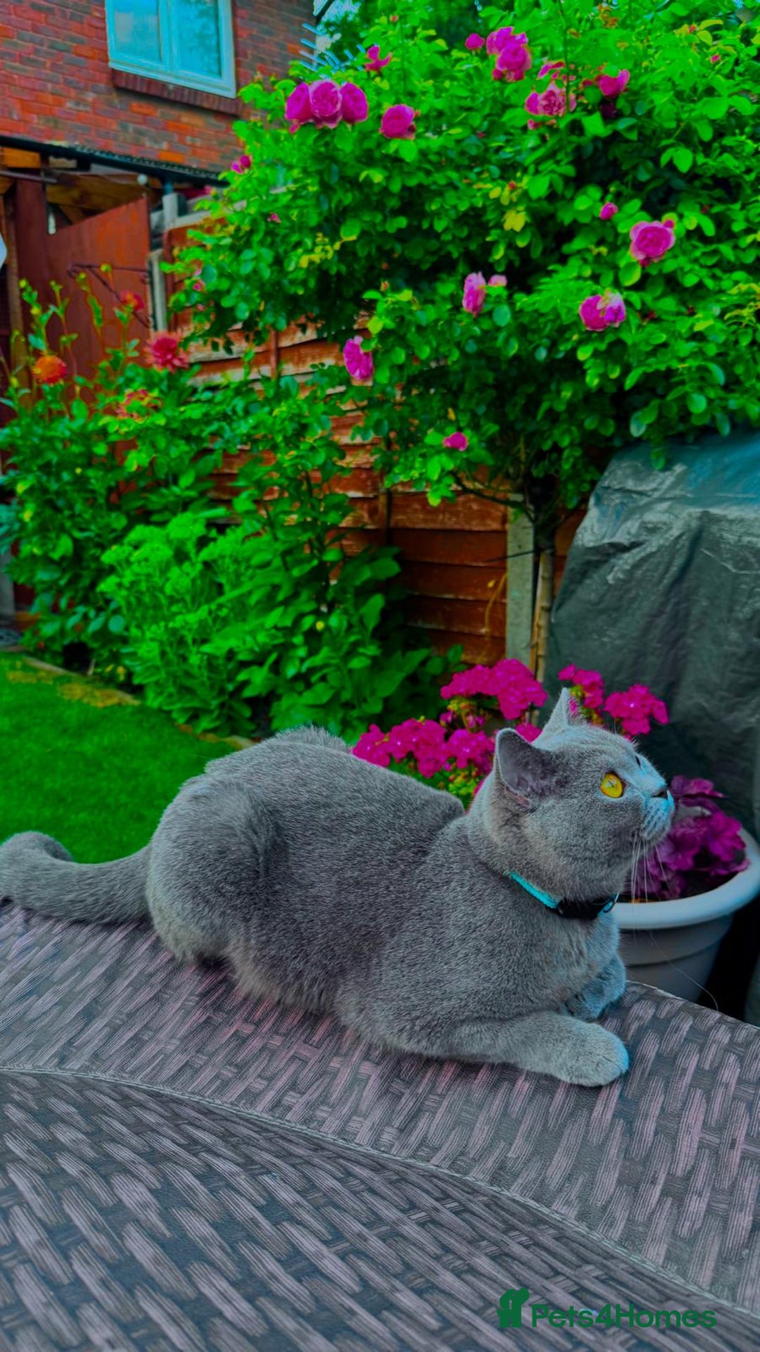 British Shorthair cats for sale: 5 beautiful BSH kittens - Image 4