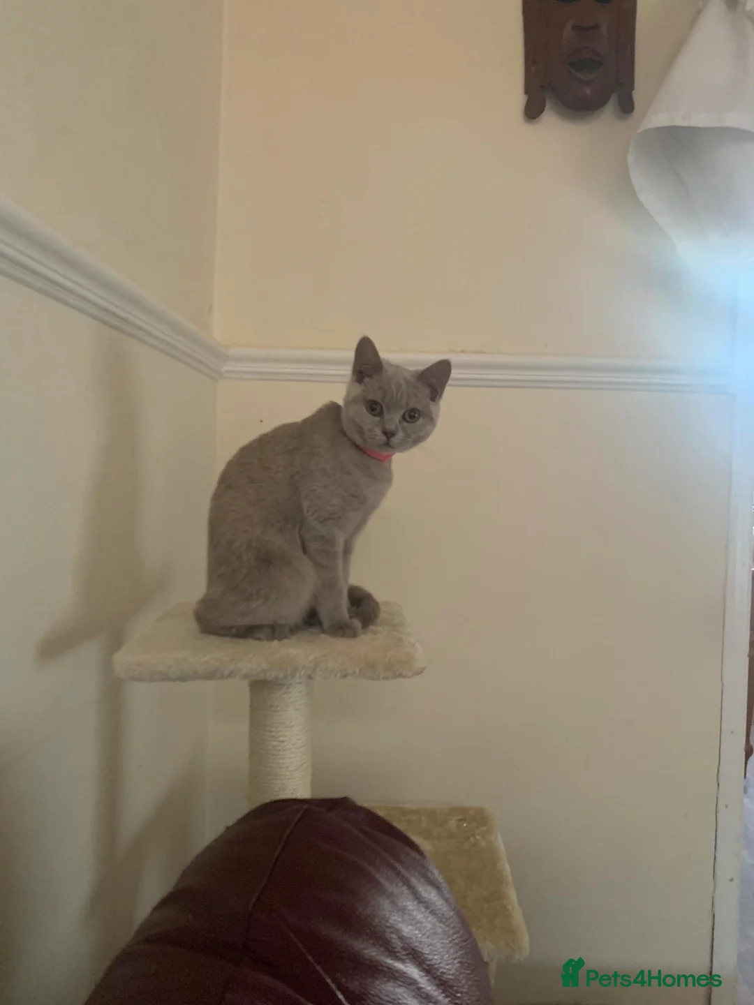 Mixed Breed cats for sale: Kitten - Advert 1