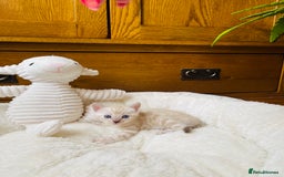Bengal cats for sale: 💎💎💎 Luxury Bengal Kittens Available  - Image 22