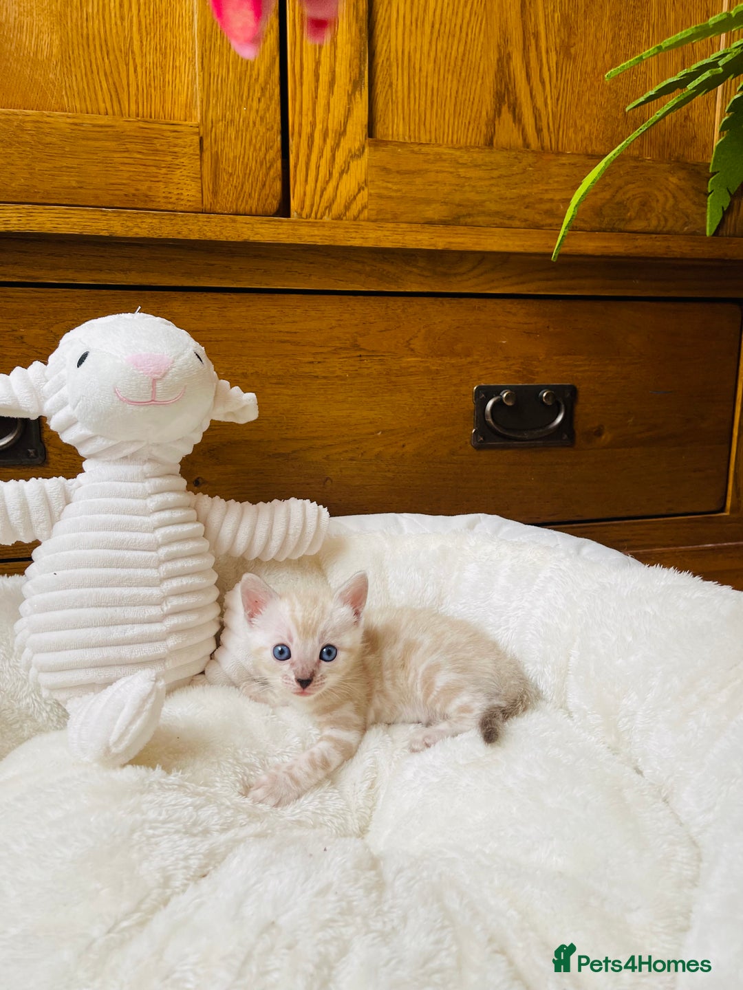 Bengal cats for sale: 💎💎💎 Luxury Bengal Kittens Available  - Image 22
