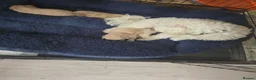 Maltipoo dogs for sale: Maltipoo parents health tested - Advert 2