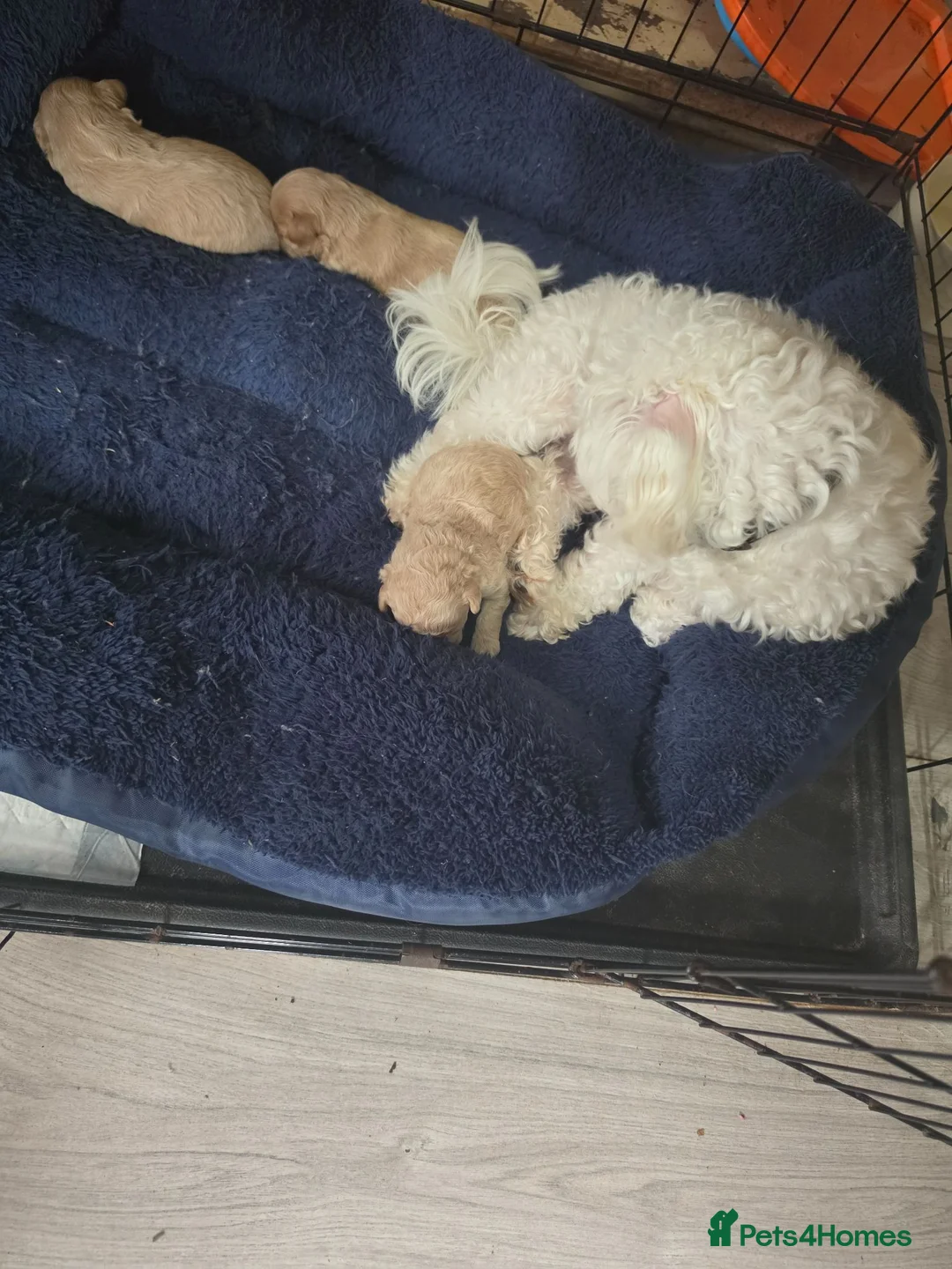 Maltipoo dogs for sale: Maltipoo parents health tested - Advert 2