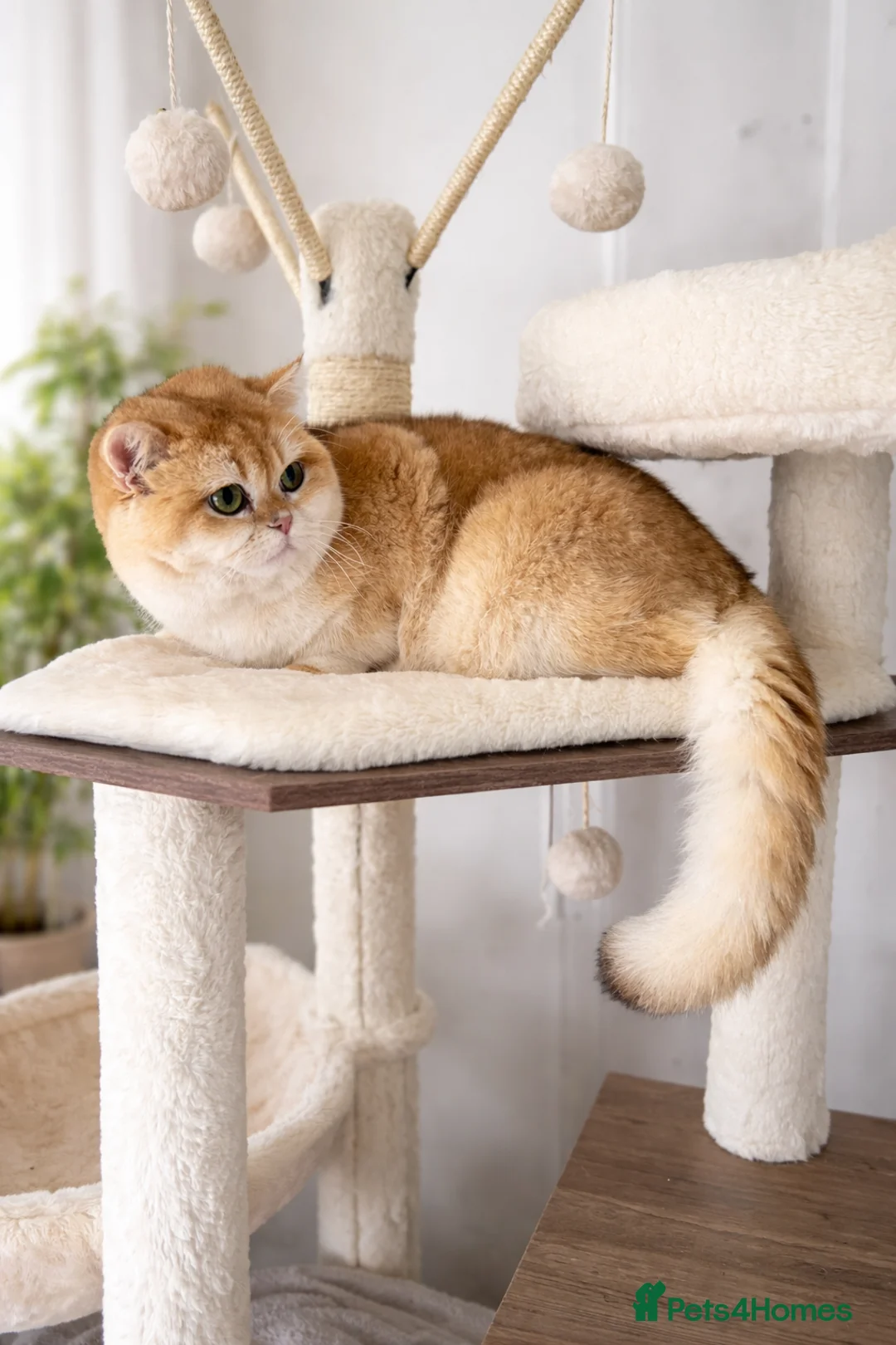 British Shorthair cats for sale: 🏆Tica registered BRI ny12 British Shorthair Boy🏆 - Advert 2