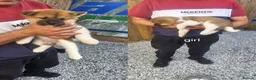 Akita dogs for sale: 2 Female KC American Akitas  in Alness - Advert 7
