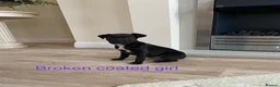 Patterdale Terrier dogs for sale: Beautiful Patterdale terriers  - Advert 12