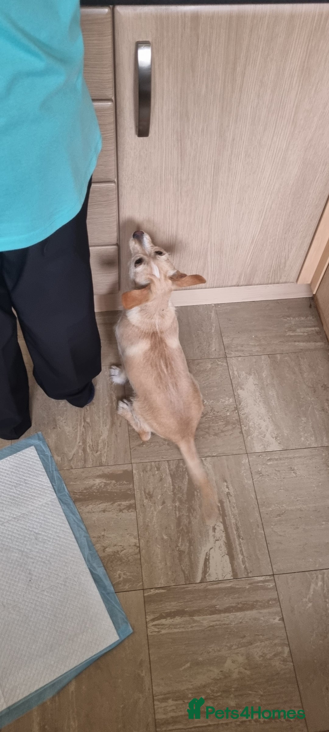 Mixed Breed dogs for sale: Max 6 month terrier mix - Image 3