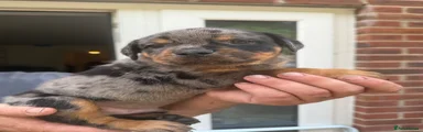 Mixed Breed 2