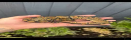 Python Snake reptiles for sale: Royal Python babies for sale…Various morphs. in Crewe - Advert 3