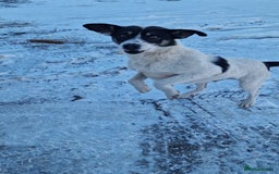Mixed Breed dogs for adoption: PATROCLE – a Lovely boy for a Loving Home - Image 5