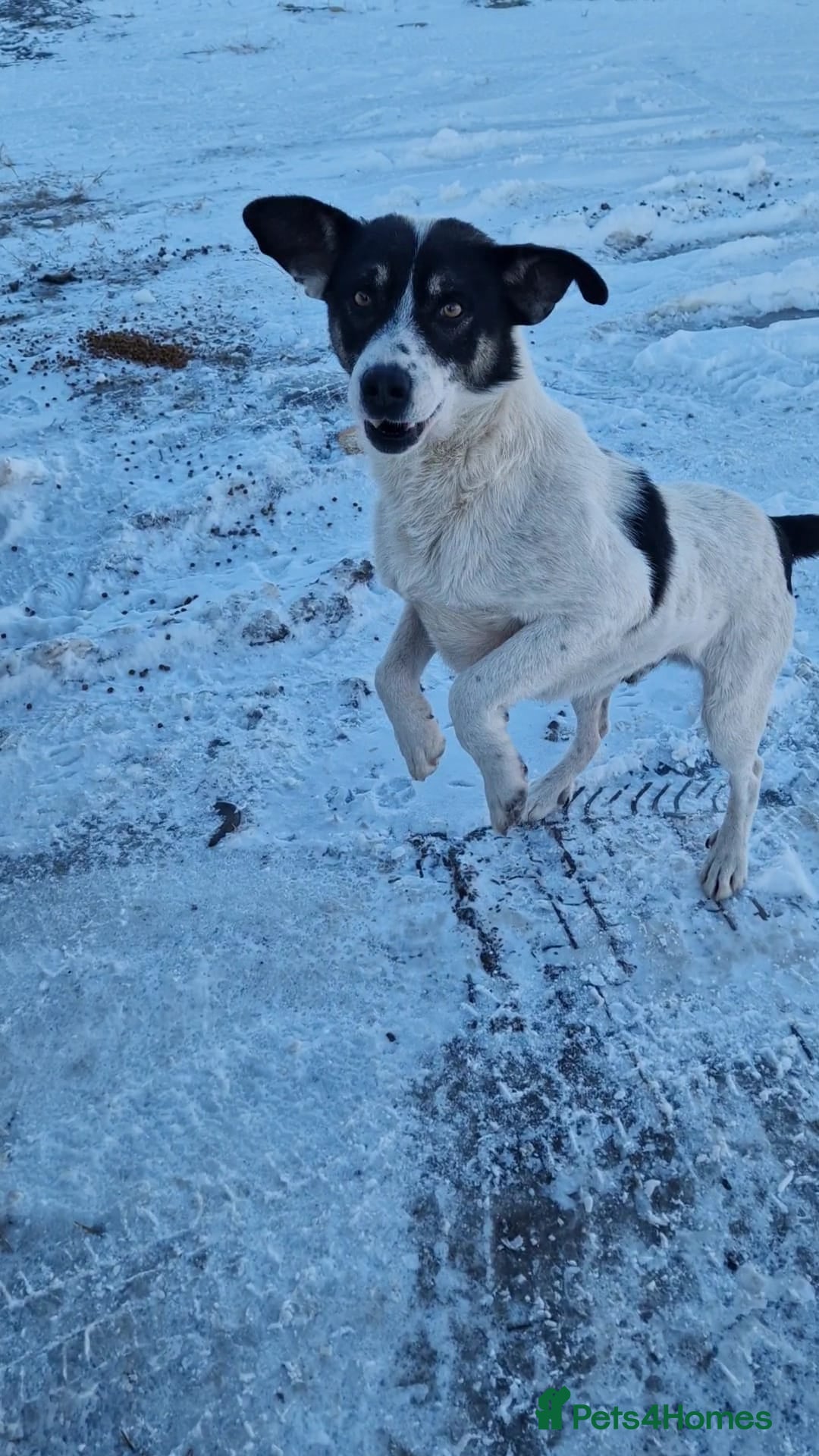 Mixed Breed dogs for adoption: PATROCLE – a Lovely boy for a Loving Home - Image 5