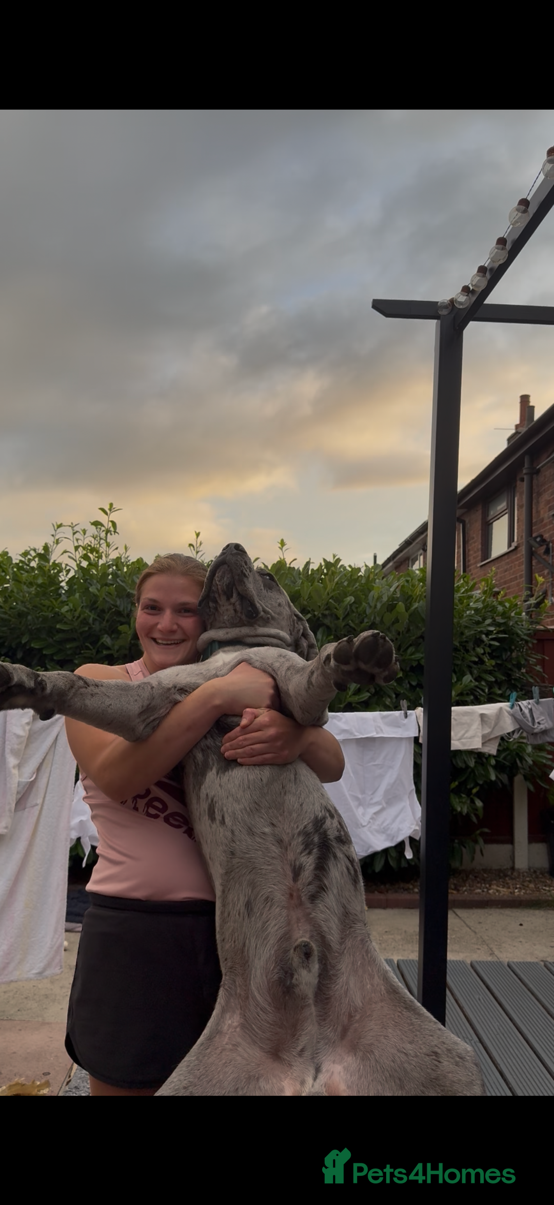 Cane Corso dogs for sale: Cane corso for Re-homing - Image 5