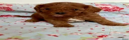 Cavapoo dogs for sale: Stunning red toy’s- Health Tested - KC parents - Advert 6