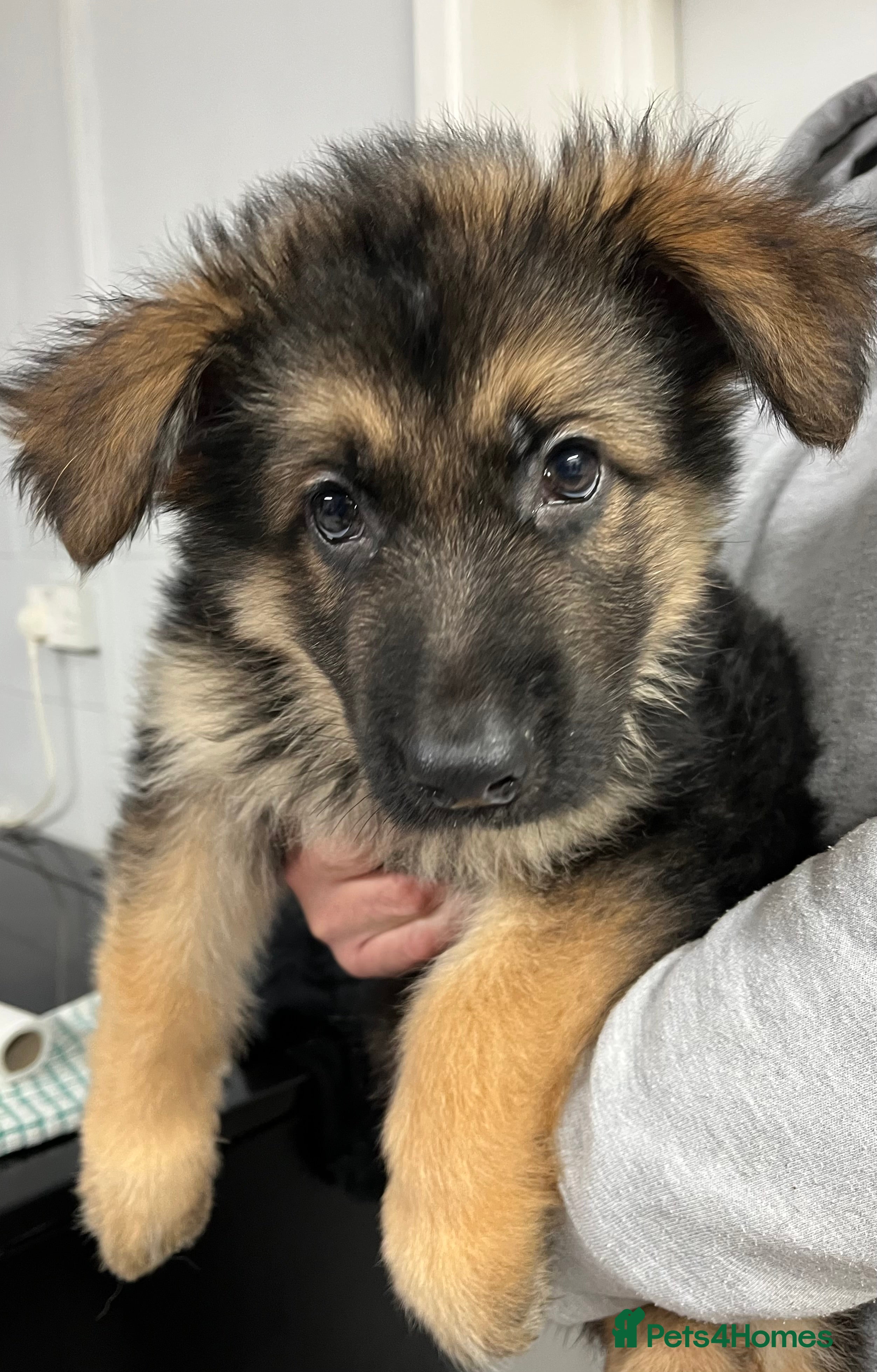 German Shepherd dogs Gorgeous pure German Shepherd Puppies  - Advert 4