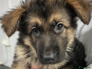 German Shepherd dogs Gorgeous pure German Shepherd Puppies - Advert 4