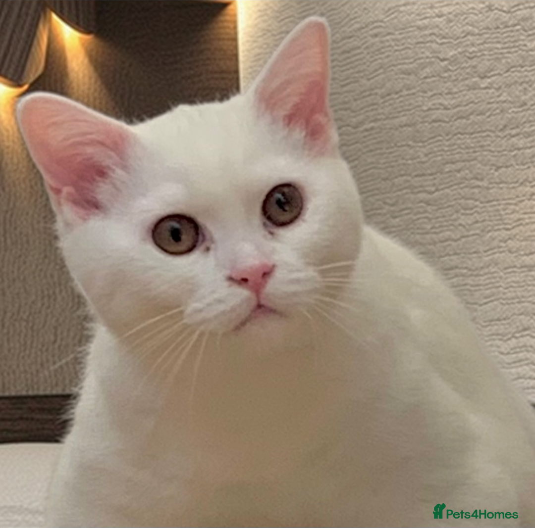 British Shorthair cats for sale: 🐻‍❄️Cuddly Pollar Bear/BSH Boy🐻‍❄️🤪🍼☘️ - Image 4