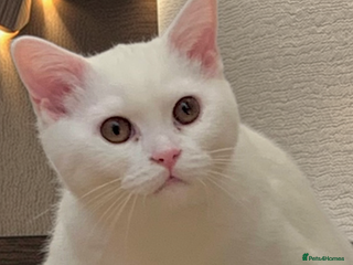 British Shorthair cats - Advert 15