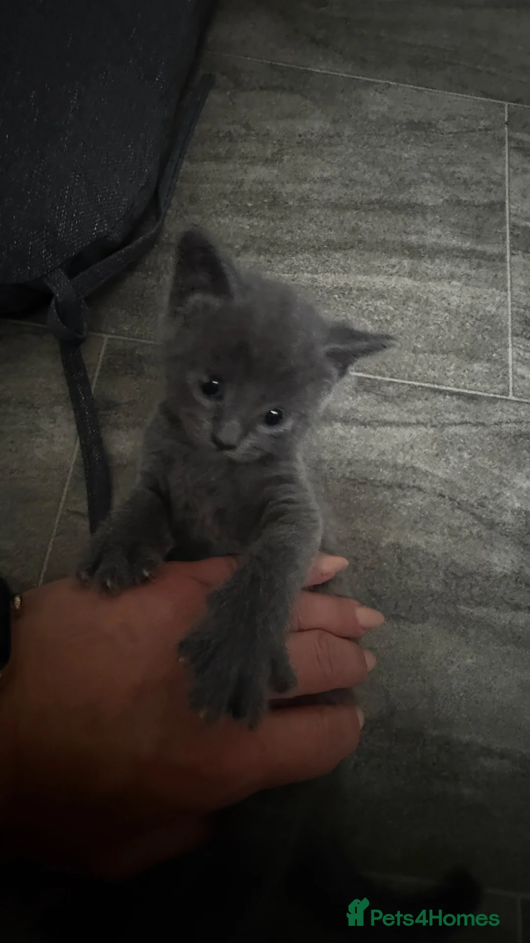 Mixed Breed cats for sale: Beautiful Grey Kitten Max  in Enfield - Advert 1
