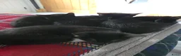 Mixed Breed cats for sale: 5 Beautiful and friendly tuxedo kittens - Advert 5