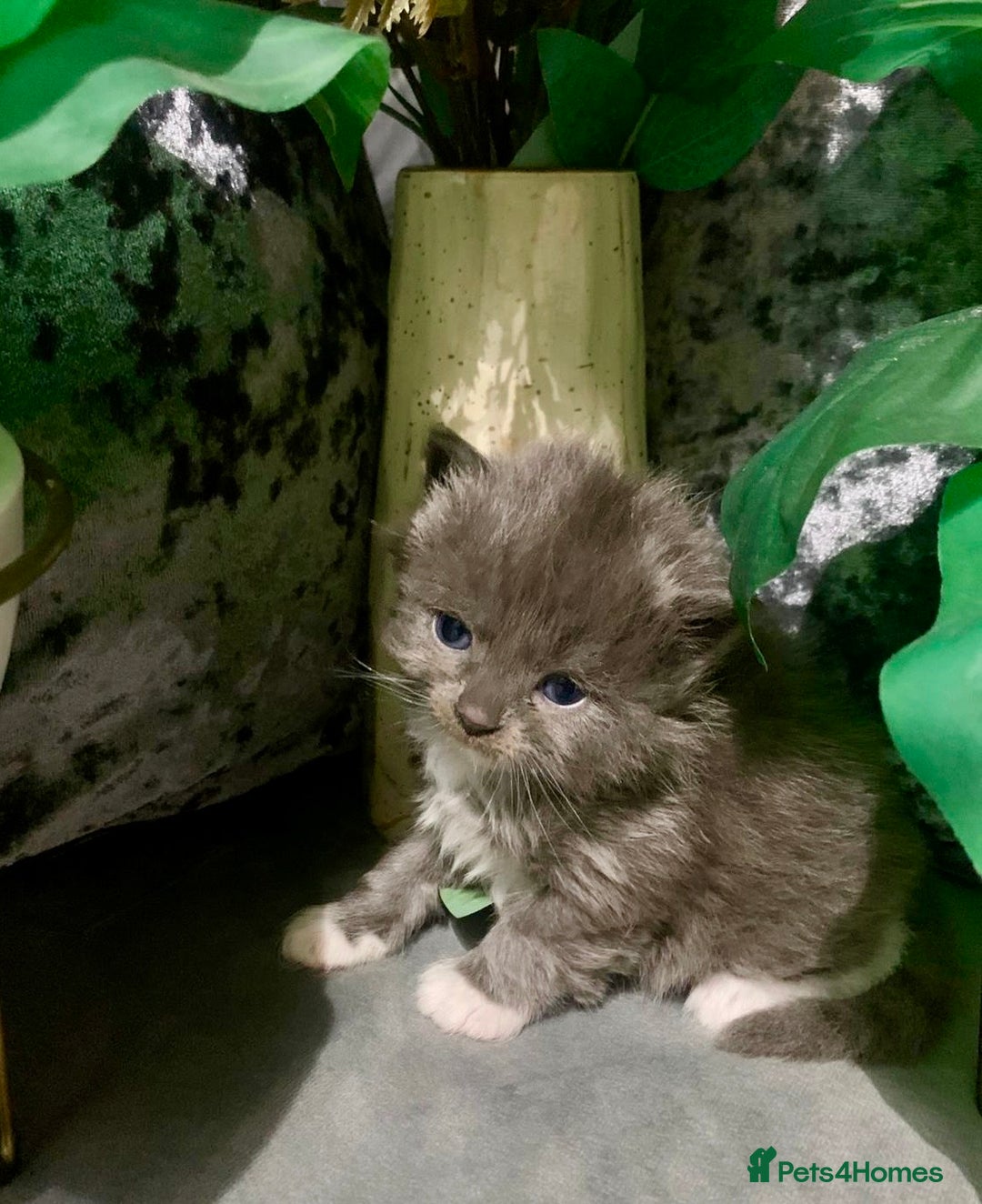 Ragdoll cats for sale: Ragdoll/Persian kittens - Advert 5