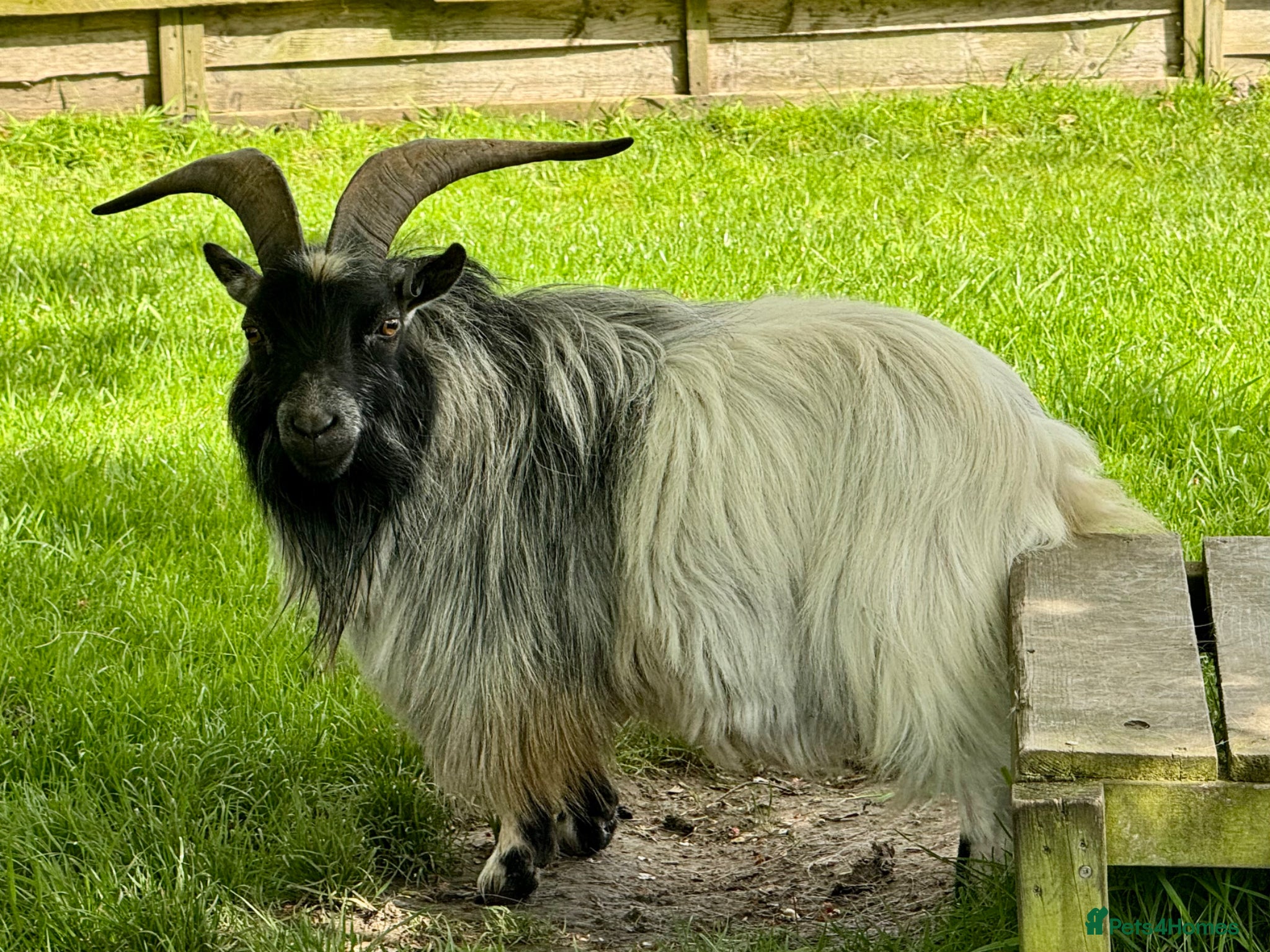 Goats livestock Pygmy Goat billy - Advert 2